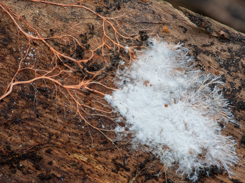 Phanerochaete sanguinea Phanerochaete sanguinea